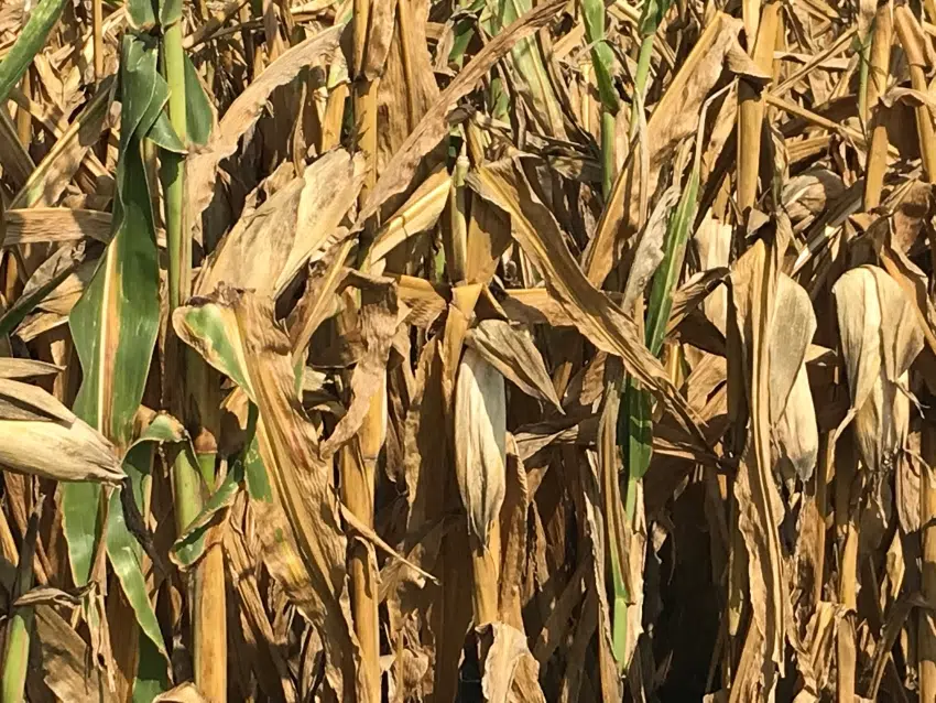 Corn Growers Association Listening Tour coming to Osage City