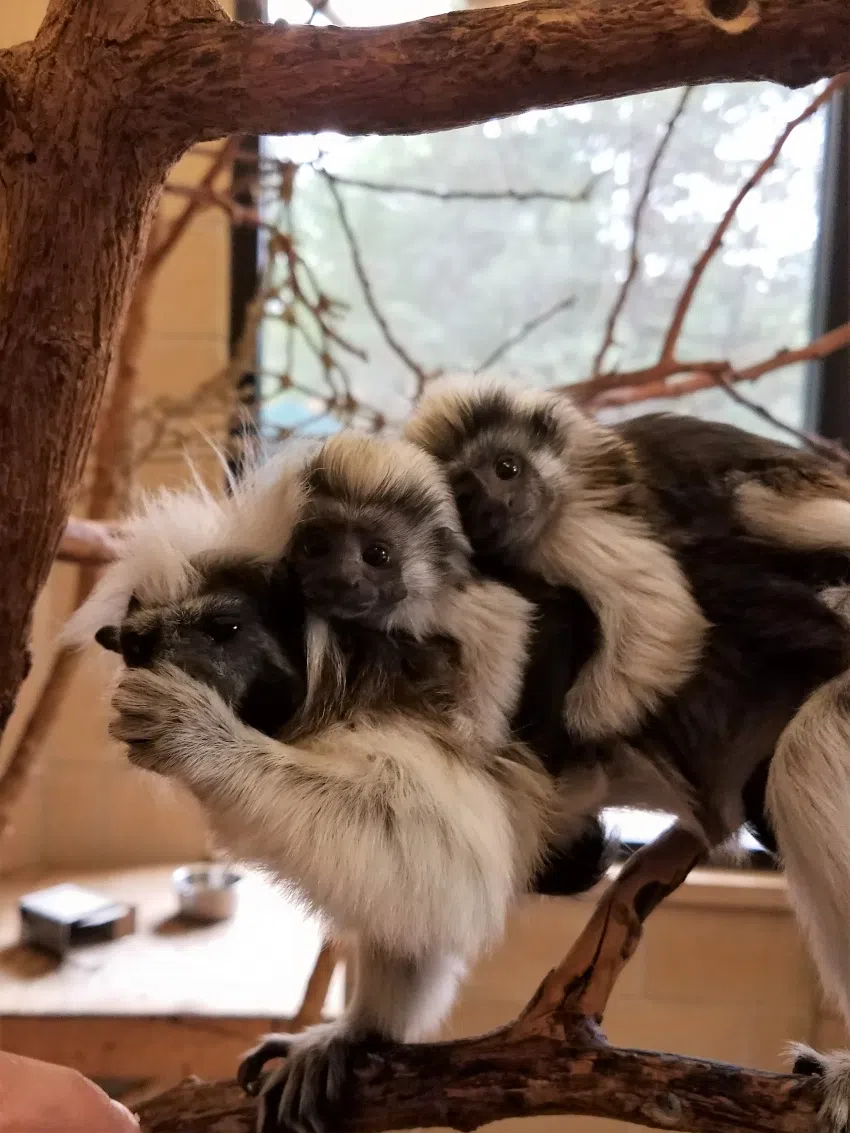 David Traylor Zoo welcomes new arrivals