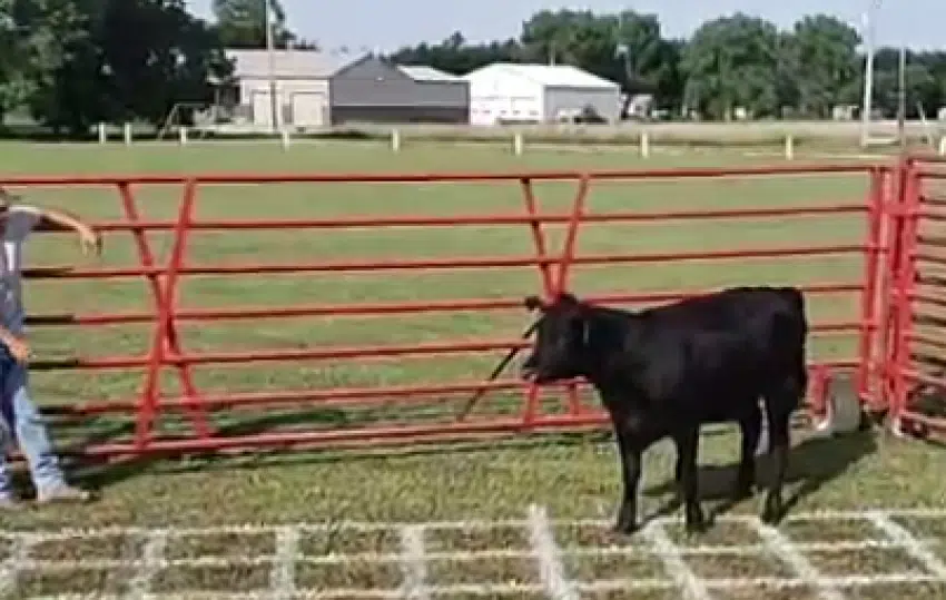 Cow patty bingo raises over $2,000 for Americus baseball field