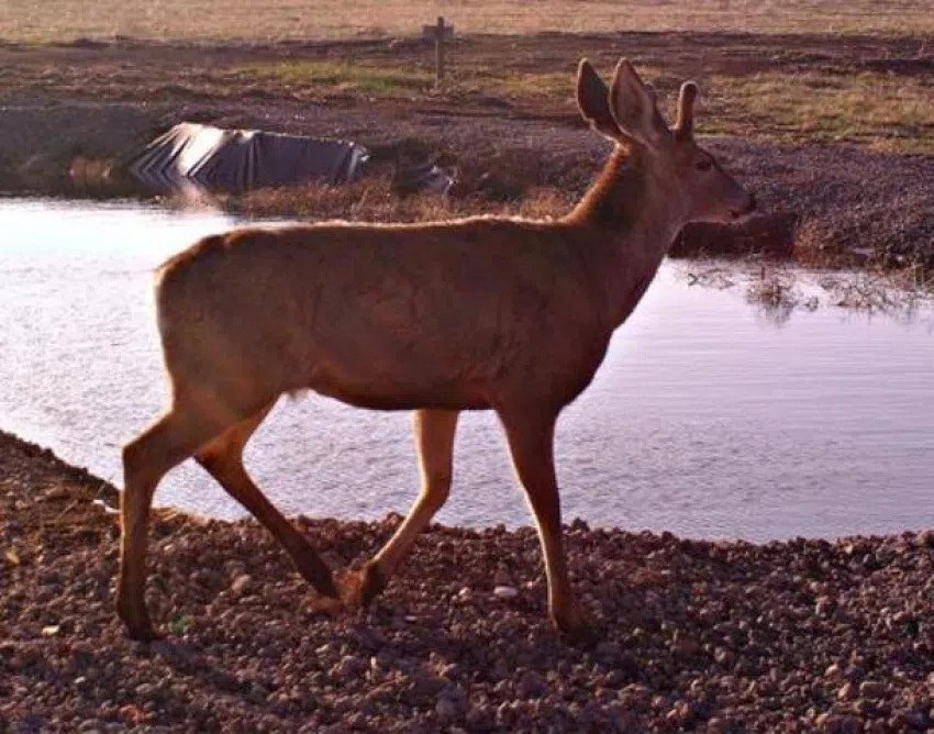 CDC warns hunters that deer can transmit tuberculosis to humans