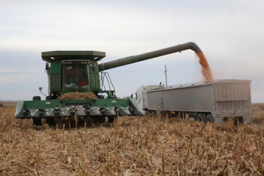 Lyon County harvest update: Corn, beans near average yields despite spring 2019's repeated flooding