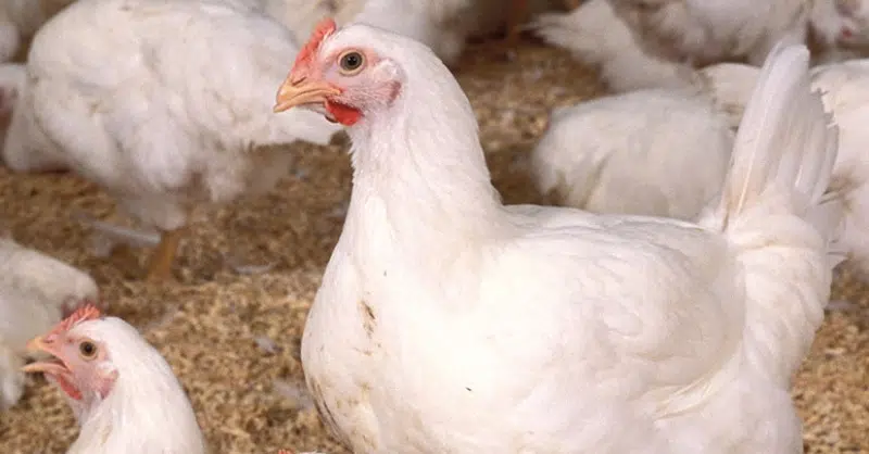 Kansas Department of Agriculture warns of resurging avian influenza in neighboring states