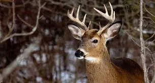 Lyon County Undersheriff encourages drivers to practice constant vigilance regardless of the hour as deer become more prevalent concern on roadways