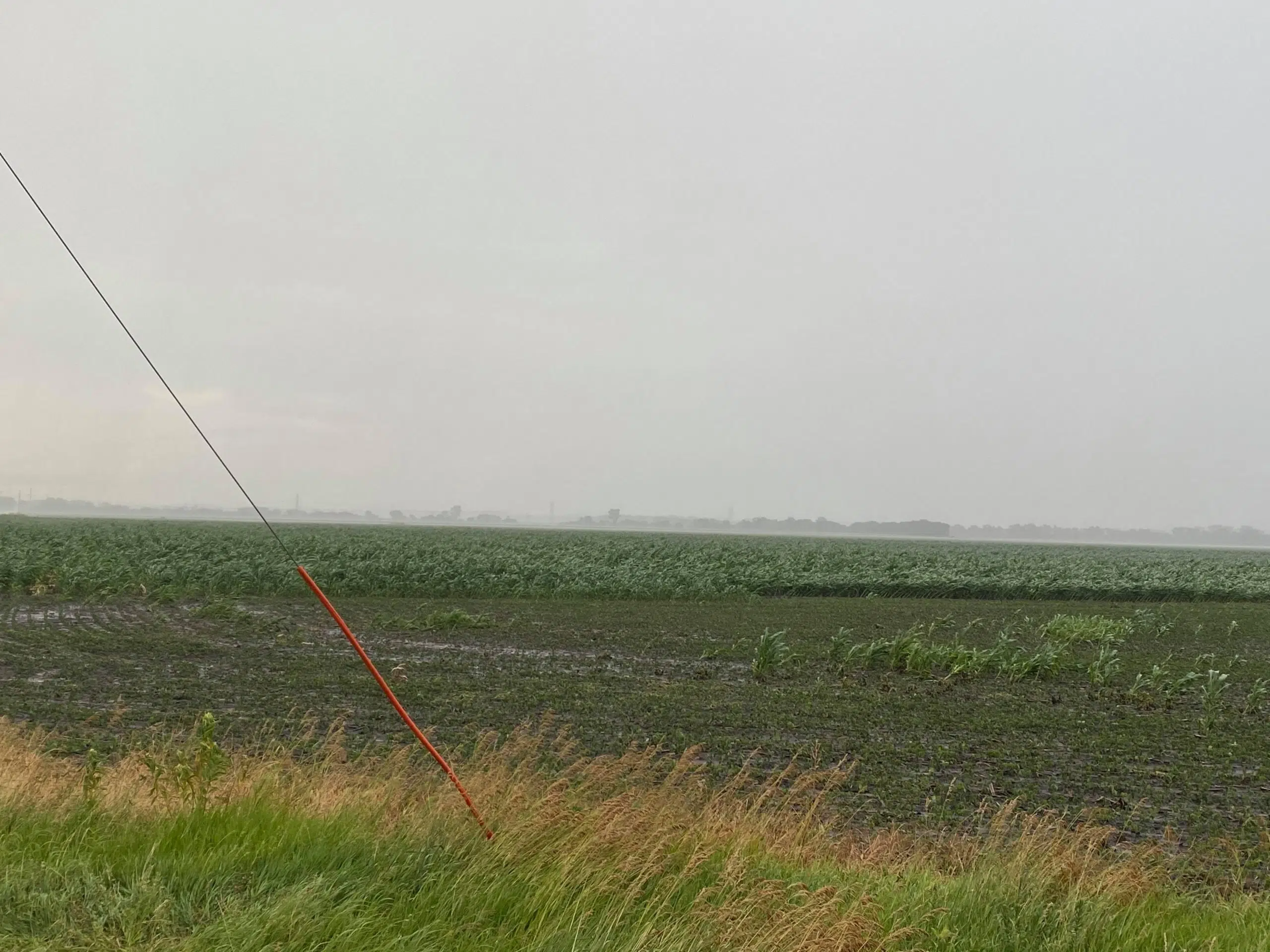 WEATHER: Wheat crops already having some issues before recent rainfall; some corn 'leaned over pretty good' by Friday storms