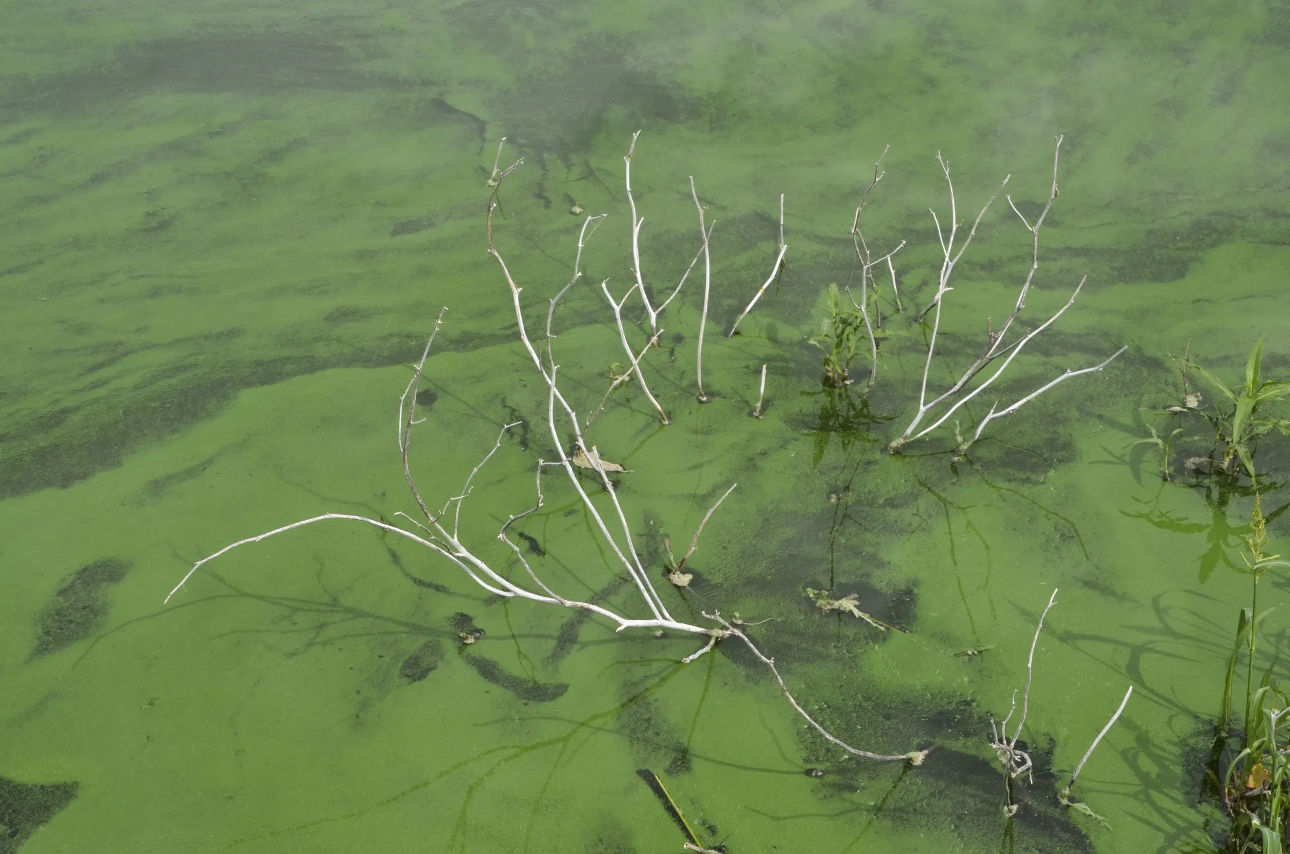 Algae alerts lifted for Melvern, Pomona lakes