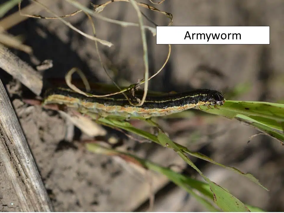 Armyworms invade Flint Hills