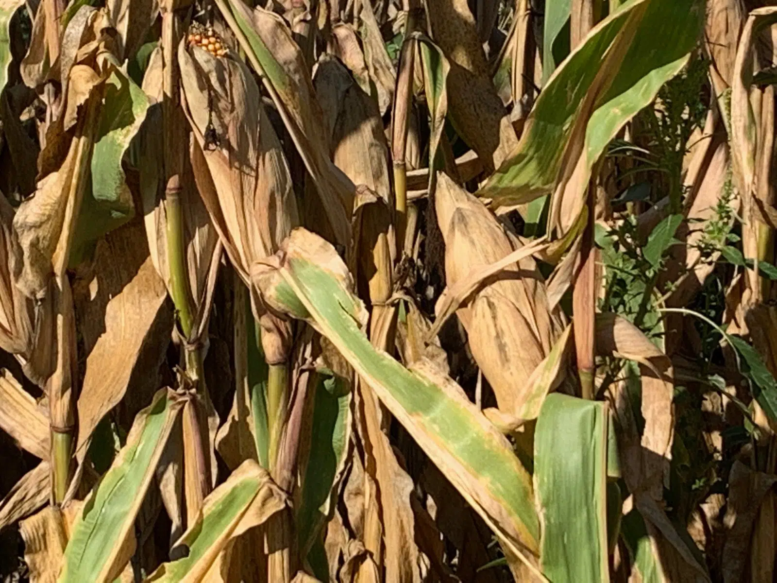 Lyon County crops avoid widespread negative issues after last week's heavy rain