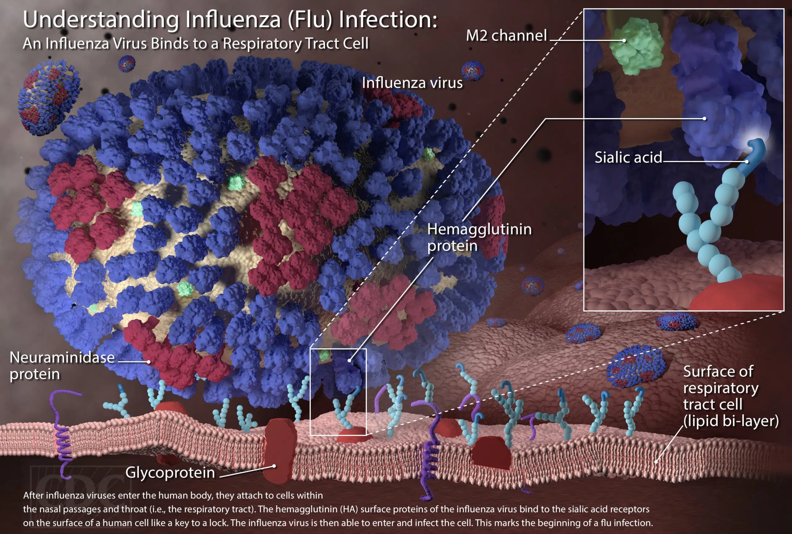 Flu numbers above last year, but below normal for Lyon County as season reaches traditional peak this month