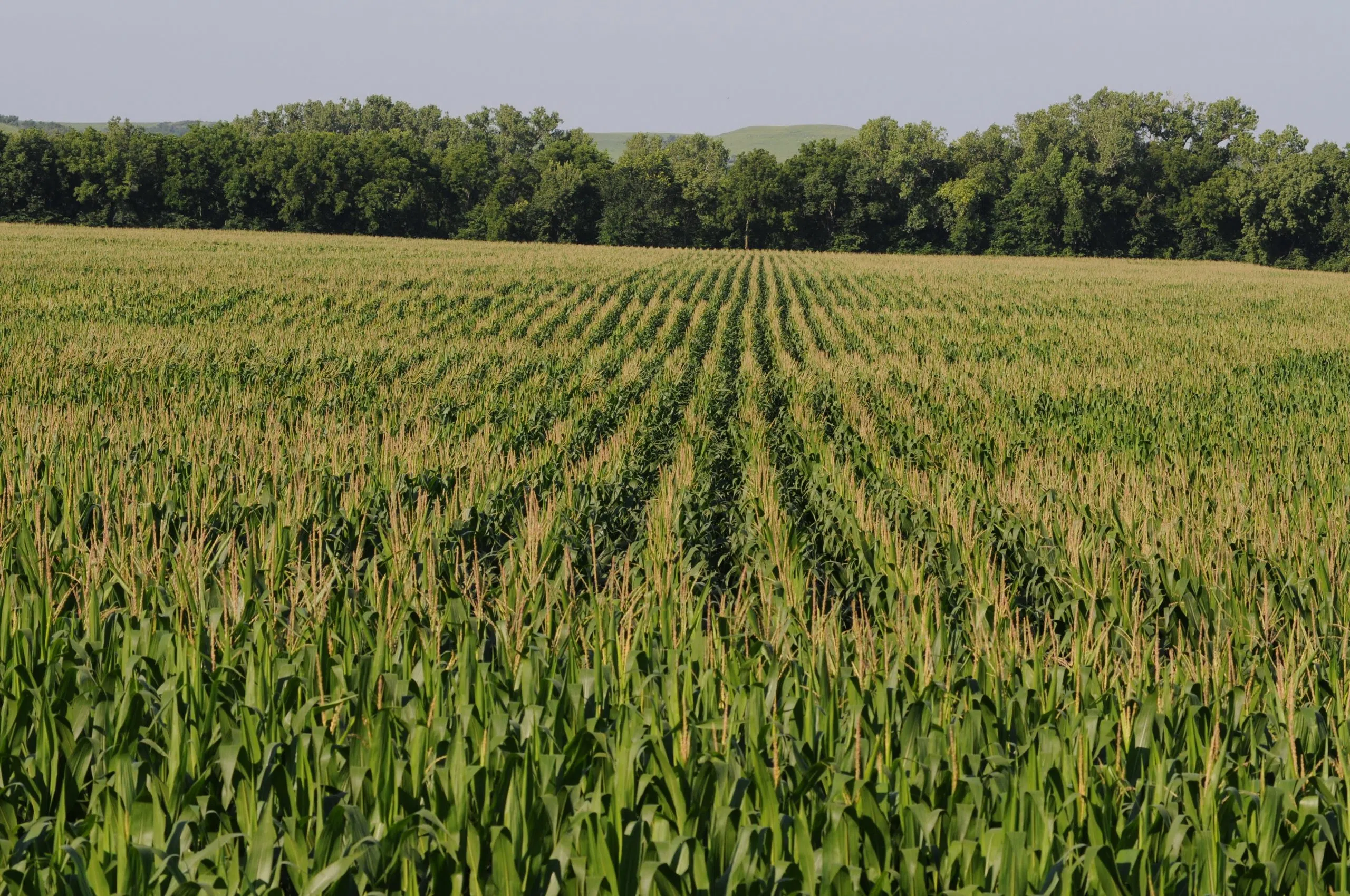 WEATHER: Some crops planted across Lyon County