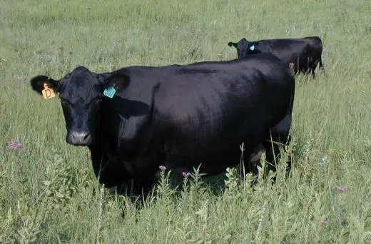 WEATHER: Local livestock not seeing heat-related issues noted in western Kansas