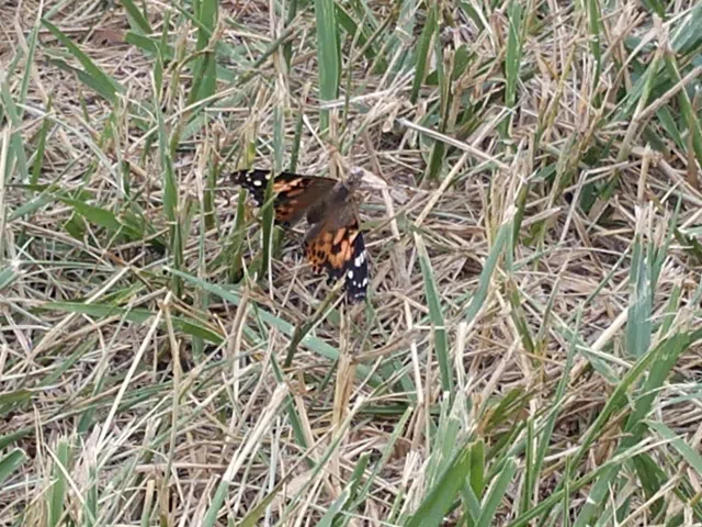 Butterfly release coming Saturday for Hand In Hand Hospice