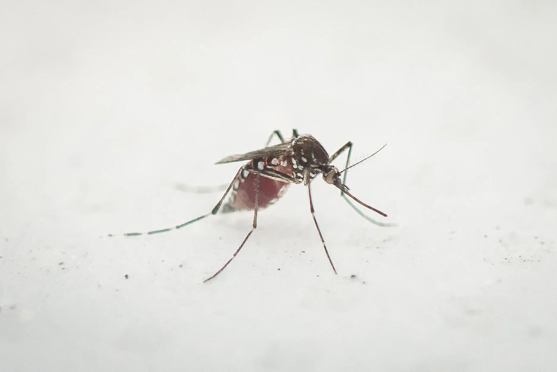 KDHE issues high-risk warning for West Nile virus infections affecting most of Kansas