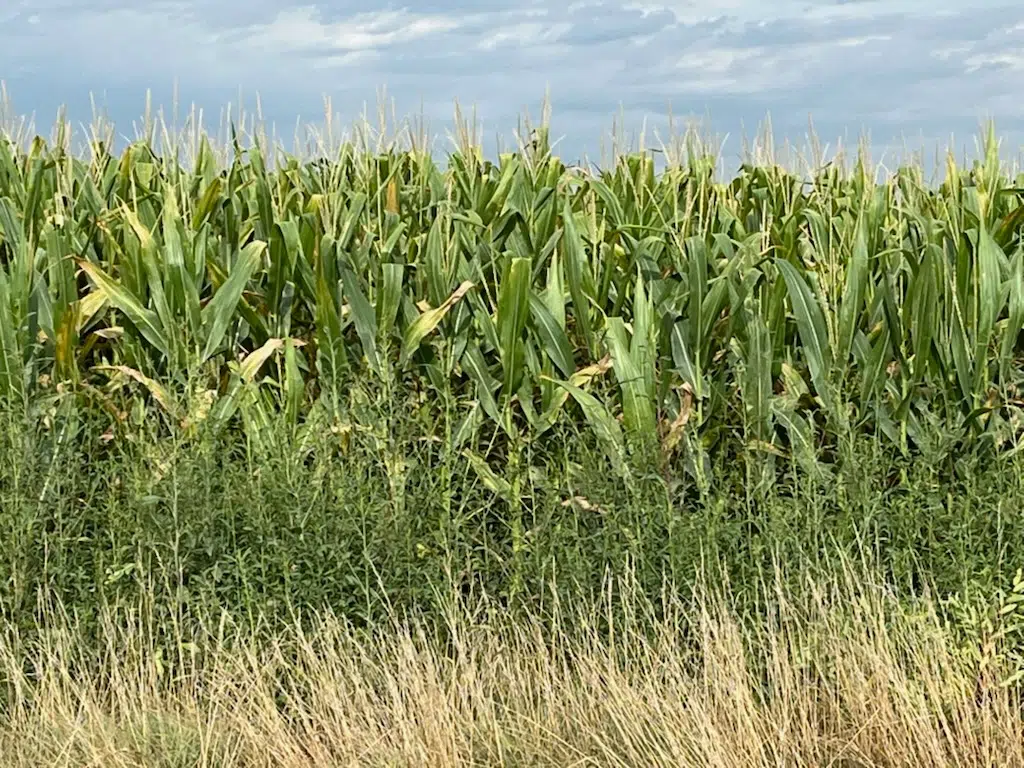 Crop yields suffering as a result of prolonged area drought according to Lyon County Extension