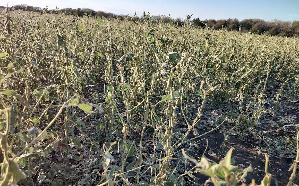 WEATHER: Crop damage reported following strong thunderstorms this past weekend