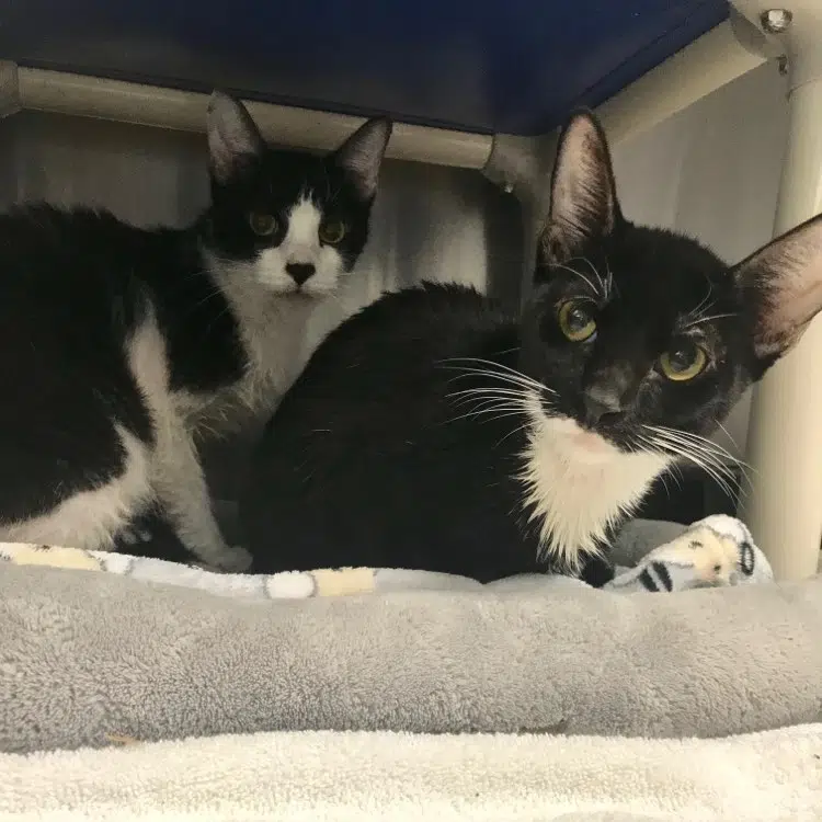 Humane Society still asking residents to adopt cats after last month's massive emergency intake in Emporia