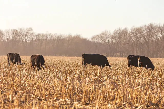 DROUGHT: Farmers, ranchers need to eye adjustments if dry winter affects area as expected