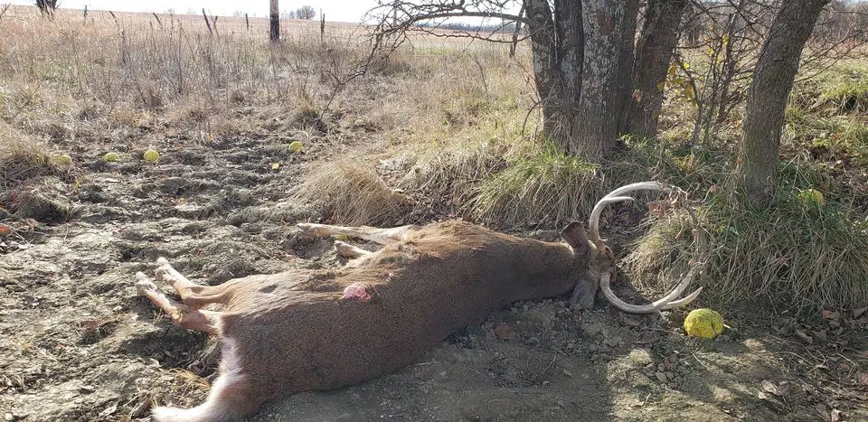 Kansas Department of Wildlife and Parks investigating deer poaching incident in Lyon County