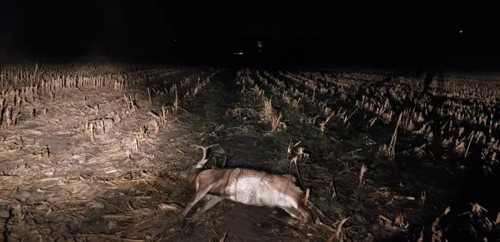 Trail goes cold as investigations continue into Lyon County deer poaching incidents from November