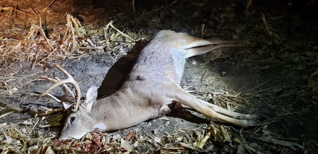 Lyon County authorities still seeking information on November deer poaching incidents