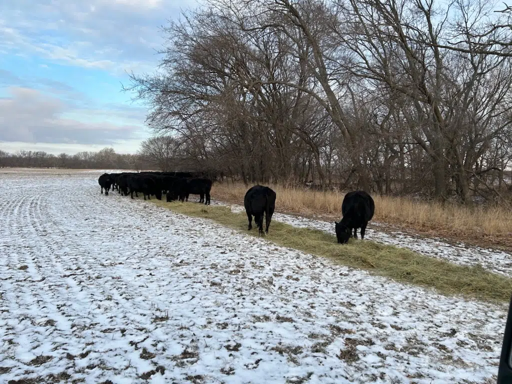 WEATHER: Bitter cold snap could have been worse for livestock, ranchers