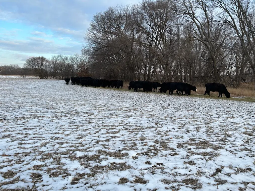 Cattle, winter wheat fare relatively well after January's winter weather