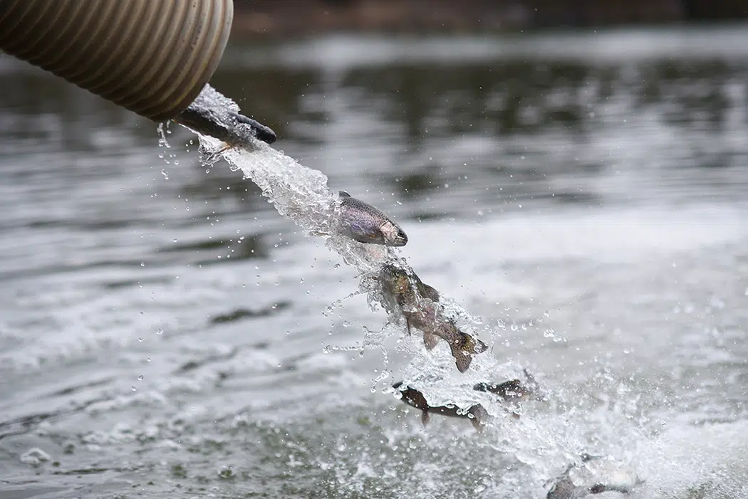 Emporia State's King Lake gets first stocking of rainbow trout