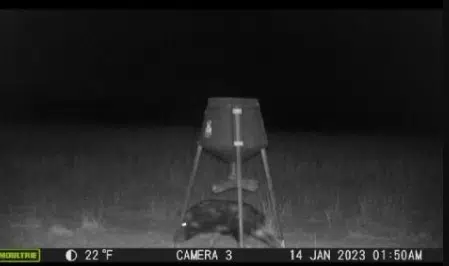 Lyon County feral hog investigation continues