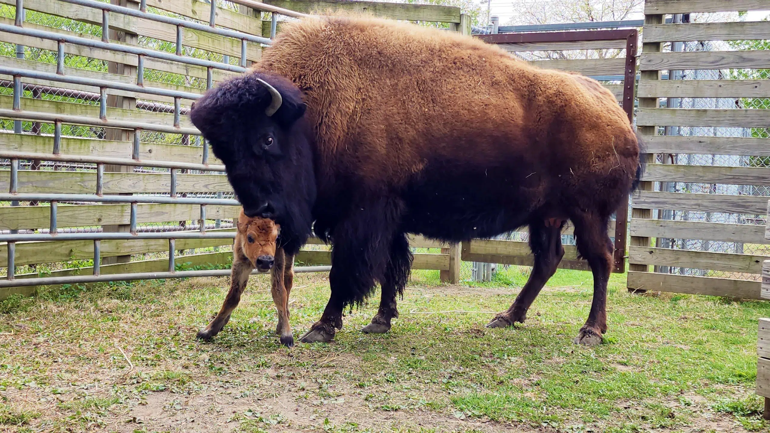 Bison calf 'putting on a show' at David Traylor Zoo