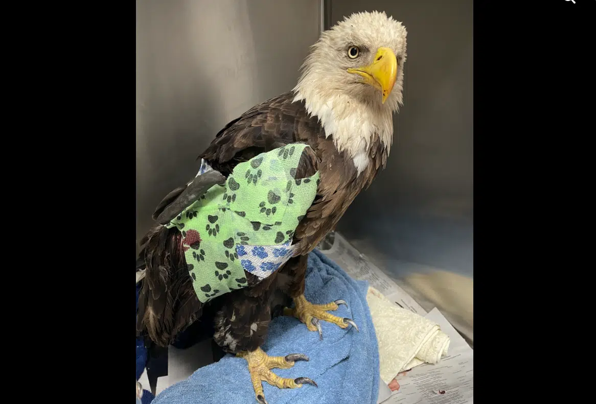 Eagle injured during last week's Chase County tornadoes recovering