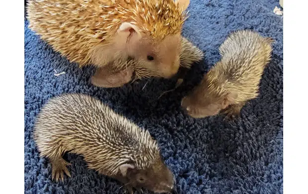 Trio of hedgehog tenrec babies born at David Traylor Zoo; recently-born bison calf may stay in Emporia