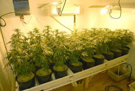 LYON COUNTY DISTRICT COURT: Hearings delayed in Emporia marijuana grow operation case