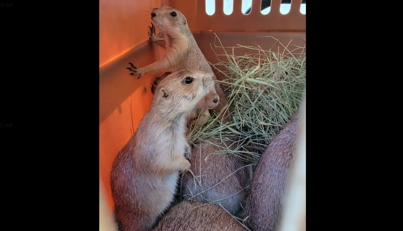 Trade brings new prairie dogs to David Traylor Zoo