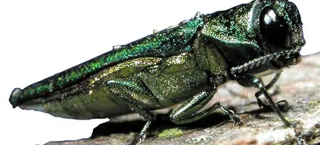 Emerald ash borer confirmed in Osage County, 12 other Kansas counties