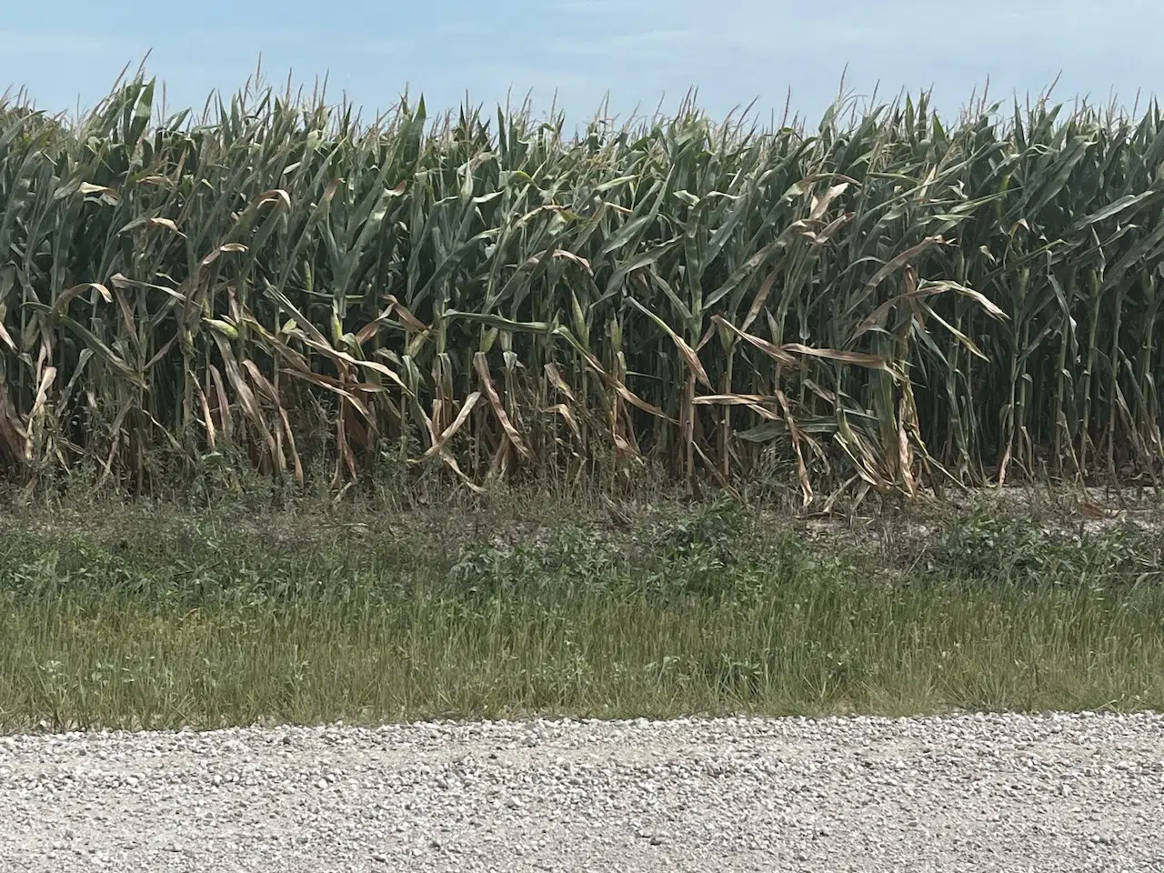 WEATHER: Lyon County crops now under stress after 'timely, sustaining' rains through spring and early summer