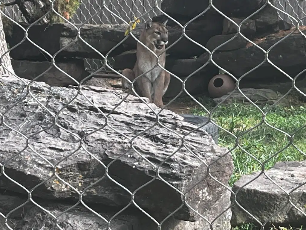 Zoo Brew: Night in the Wild brings over 200 people to David Traylor Zoo