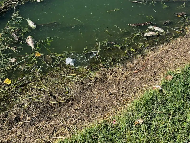 Emporia, KDWP investigating fish kill at Peter Pan Park pond