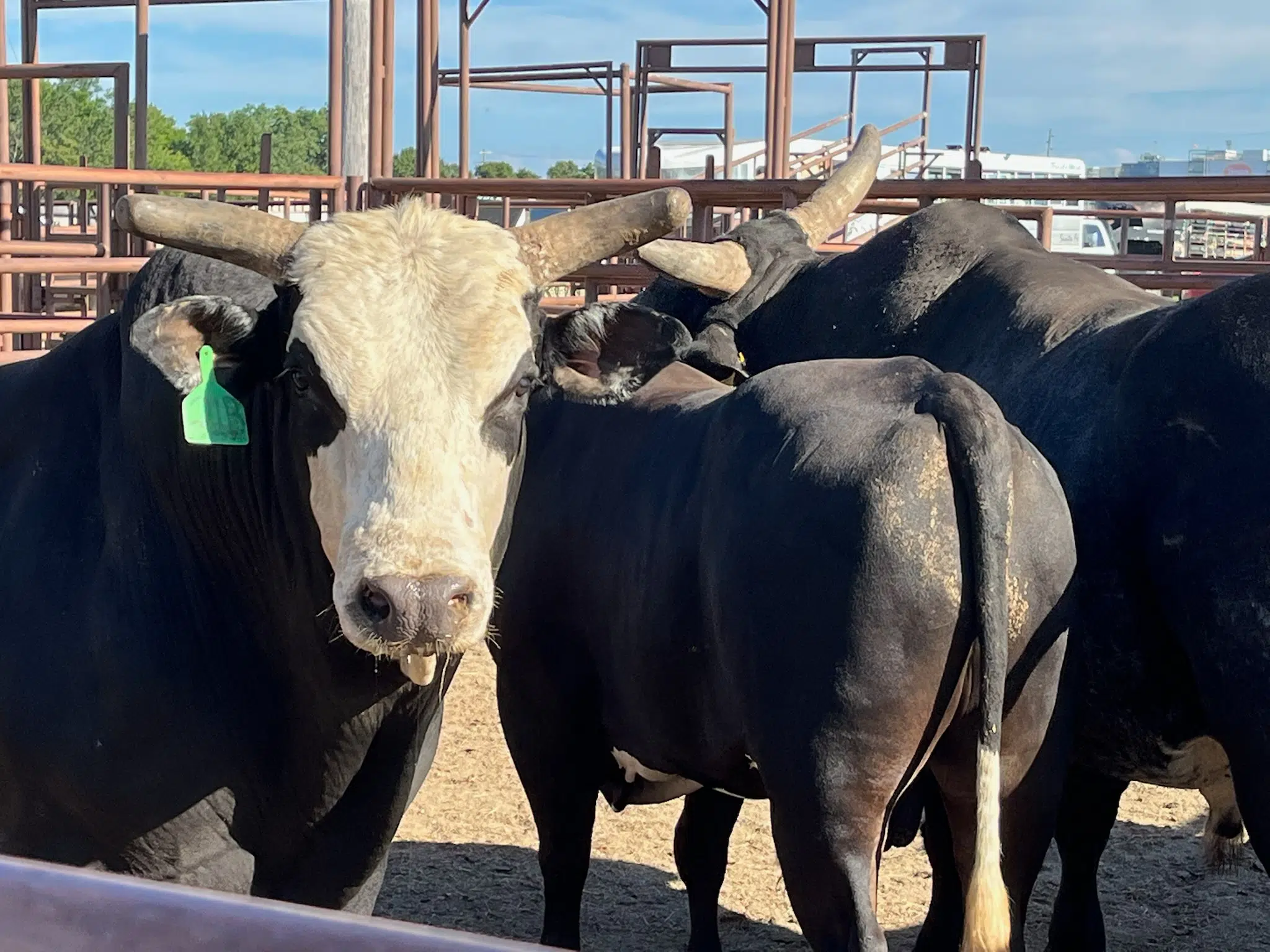 WEATHER: Livestock showing gains despite recent heat