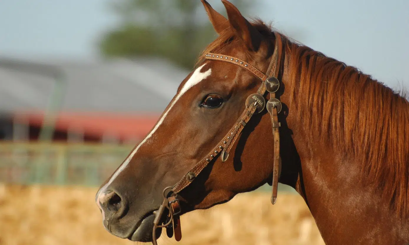 West Nile virus confirmed in at least one Butler County horse