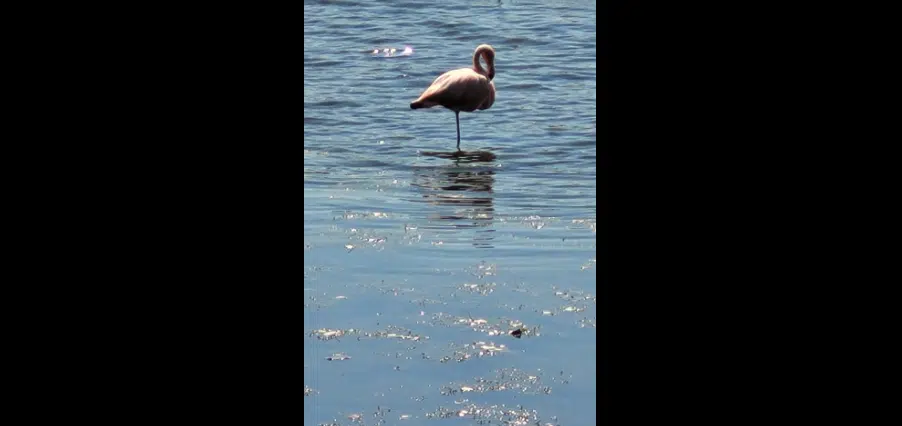 Flamingo finds temporary home in Chase County