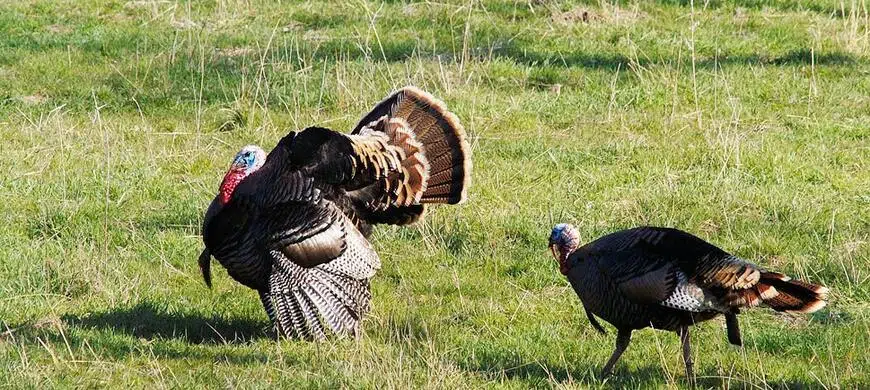 KDWP cancels fall turkey harvest