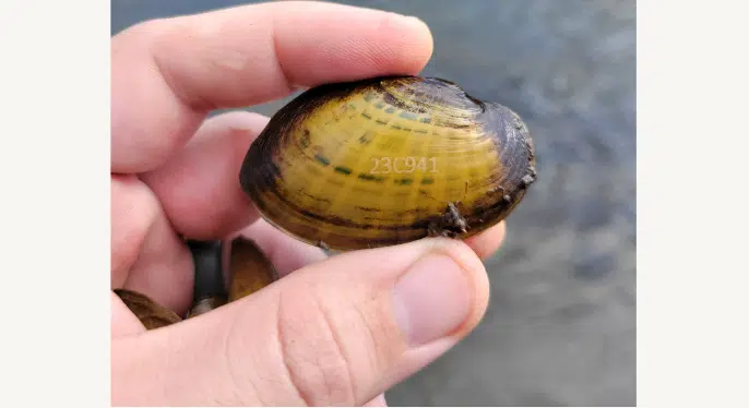 Endangered mussels released into Neosho River