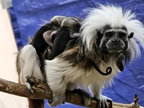 David Traylor Zoo announces birth of cotton-top Tamarin Triplets in October