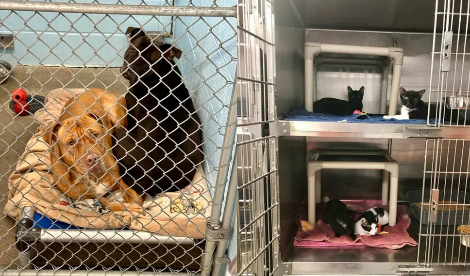 RFP process underway for Emporia Animal Shelter's next operations contract