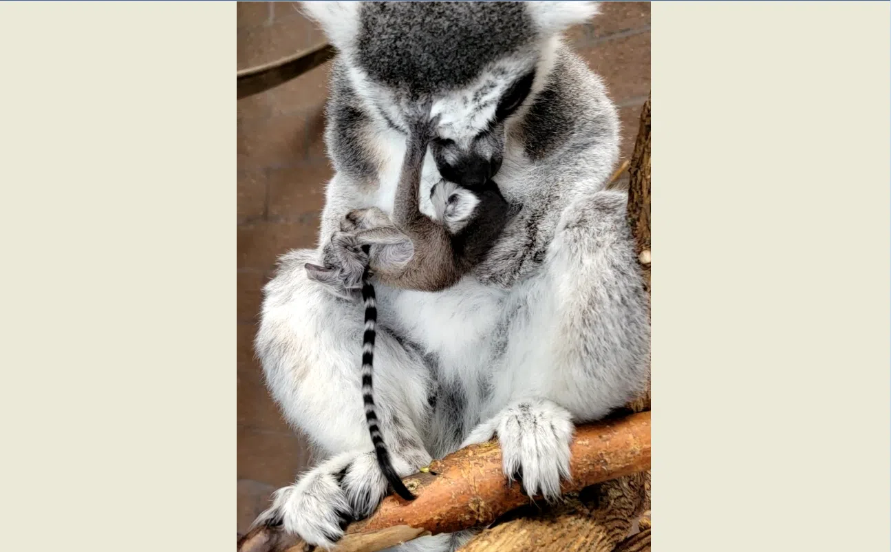 David Traylor Zoo welcomes newborn ring-tailed lemur