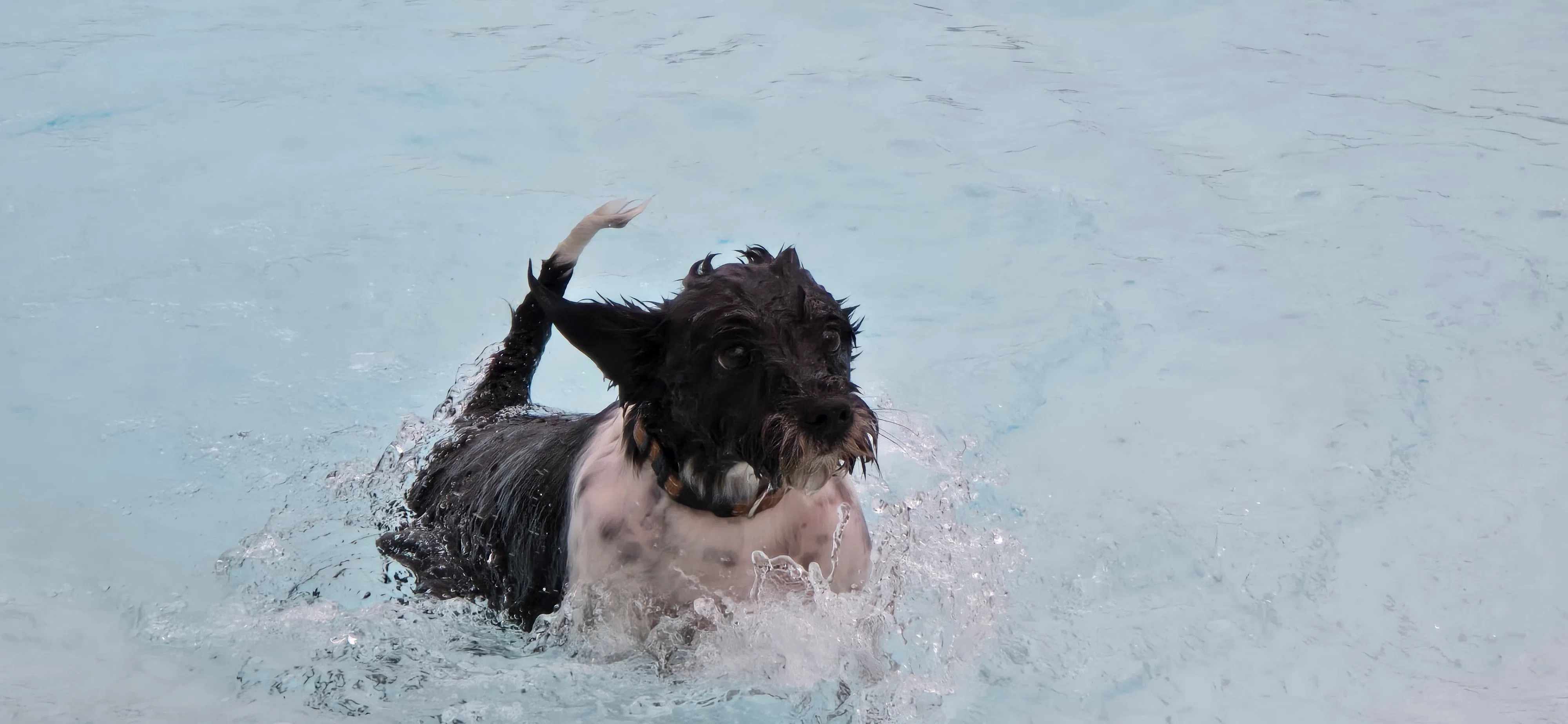 Annual pooch plunge closes out 2024 Jones Aquatic Center swim season Sunday