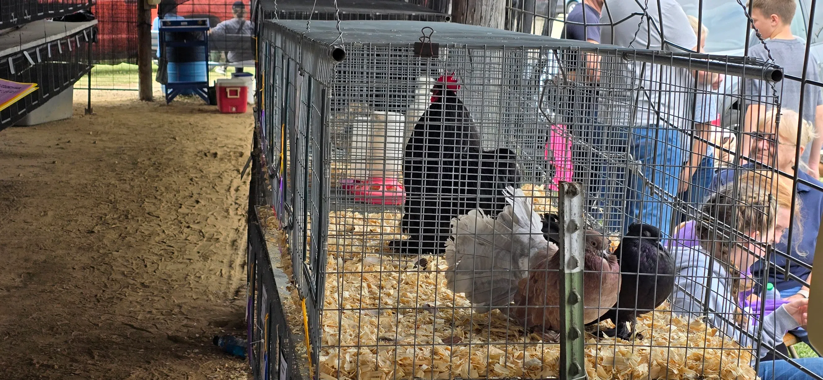 LYON COUNTY FAIR: Poultry Show Aug. 11, 2024