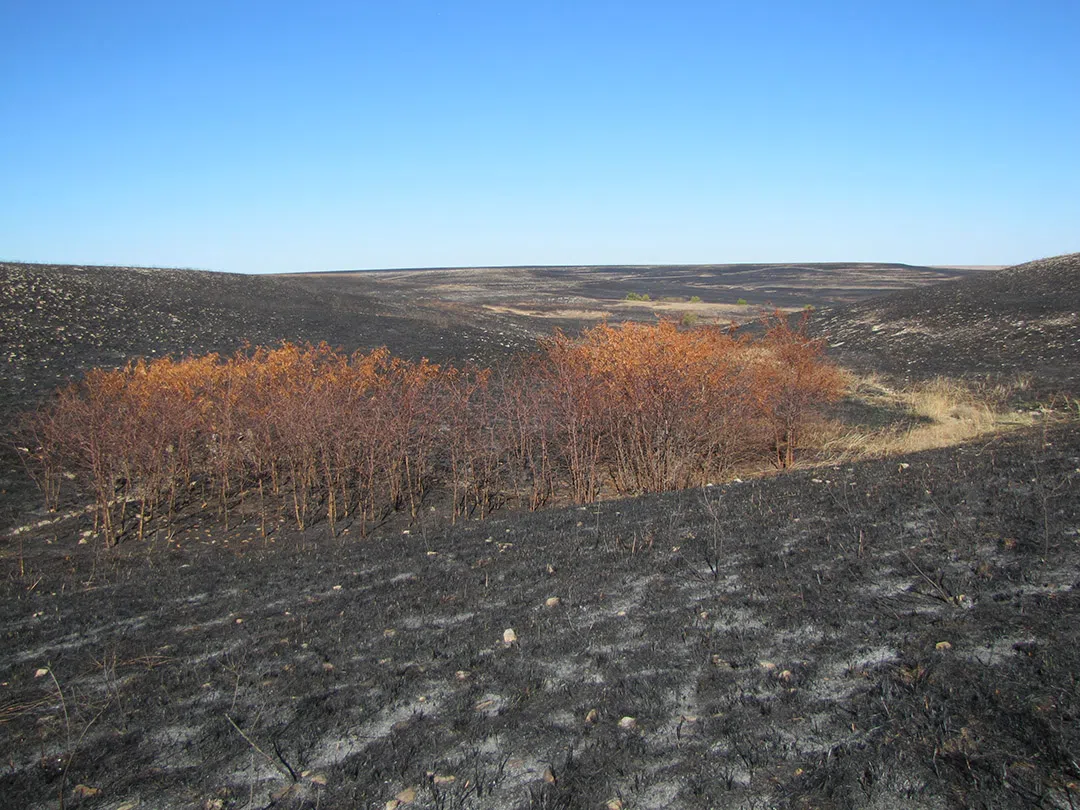 Tallgrass Preserve conducting planned burns this fall