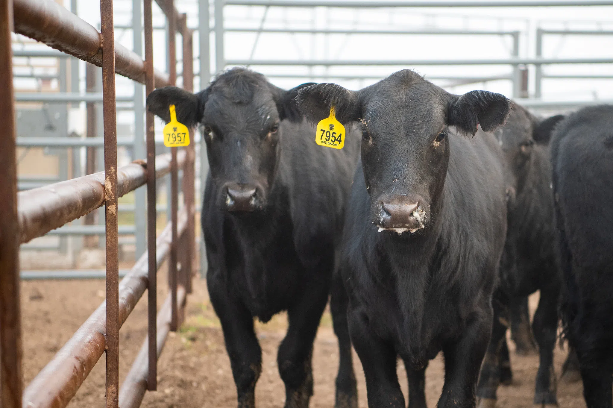 TYSON CLOSURE: Minimal impact on local, area ag producers expected