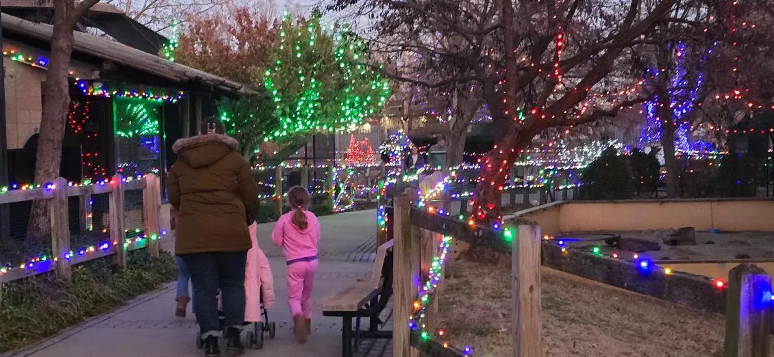 David Traylor Zoo welcomes residents to second of two new light stroll events Saturday night