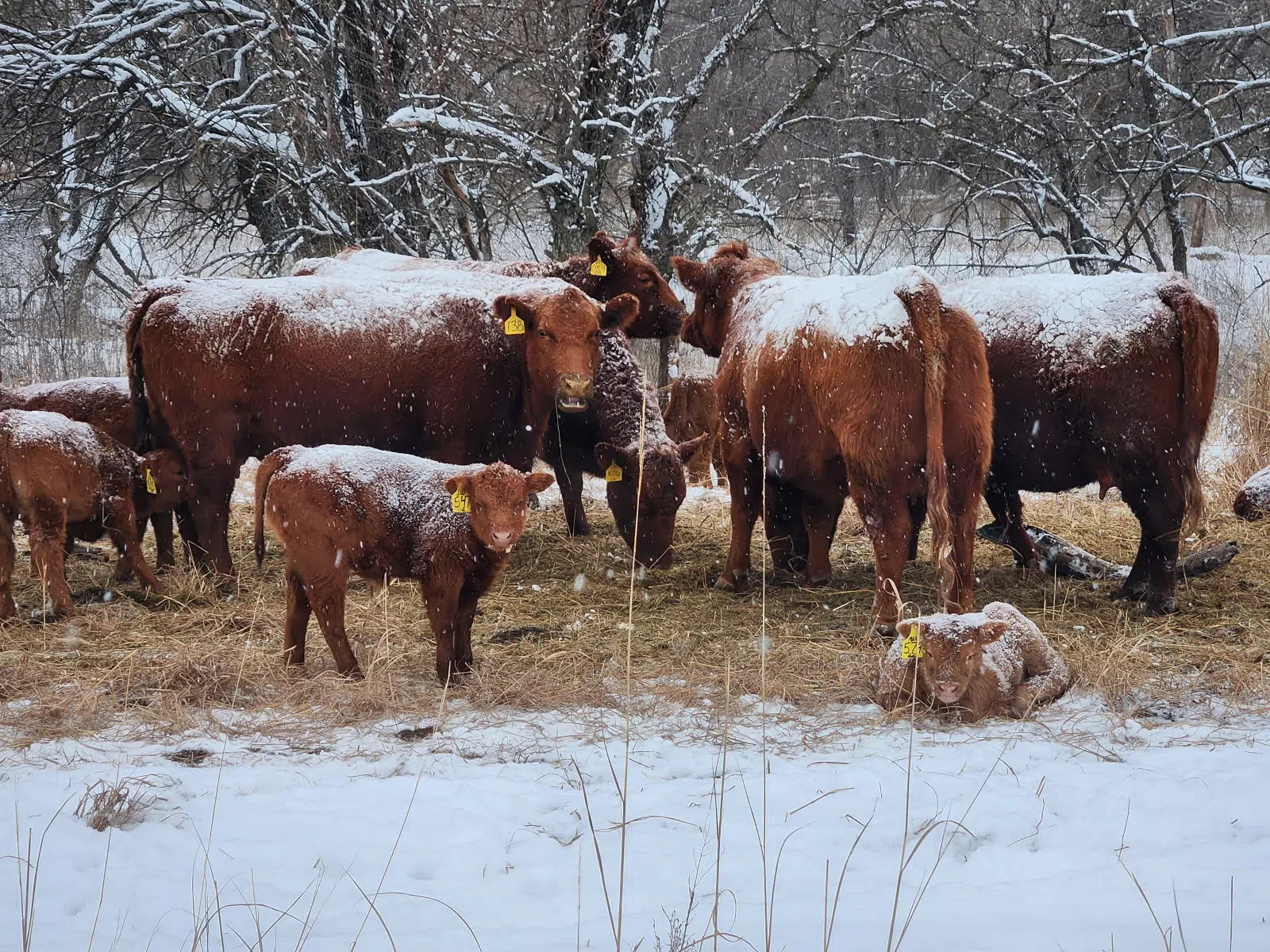 As Lyon County road crews continue plowing through snow drifts, ranchers do their best to handle calving season